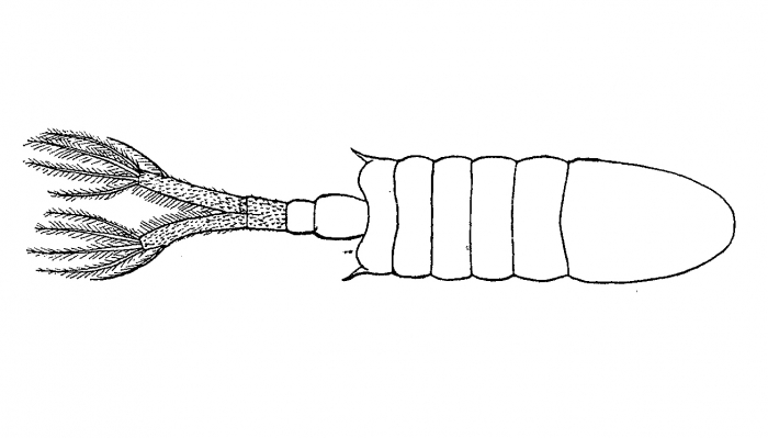 Tekening Eurytemora americana