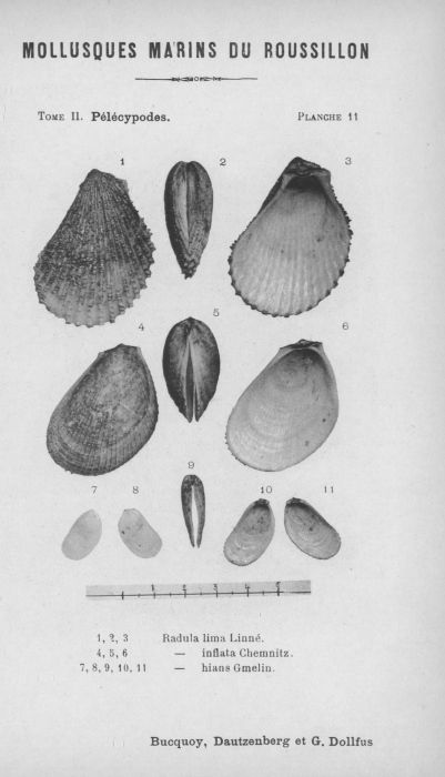Bucquoy et al. (1887-1898, pl. 11)