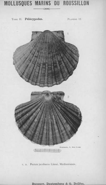 Bucquoy et al. (1887-1898, pl. 12)
