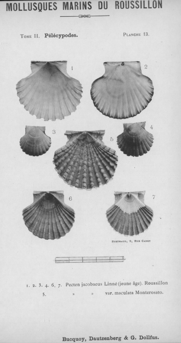 Bucquoy et al. (1887-1898, pl. 13)