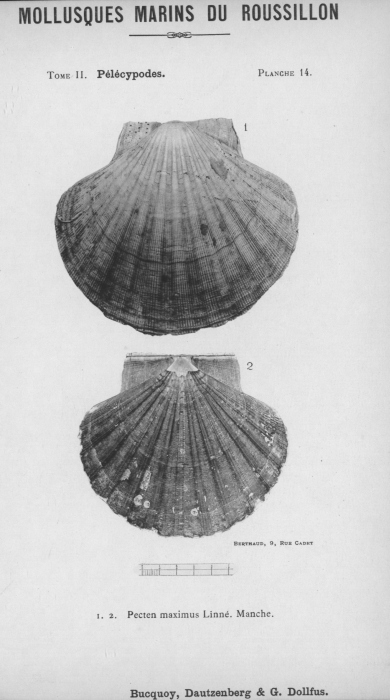 Bucquoy et al. (1887-1898, pl. 14)