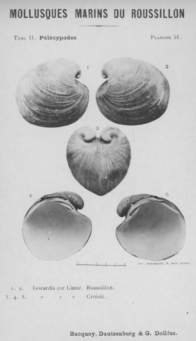 Bucquoy et al. (1887-1898, pl. 51)