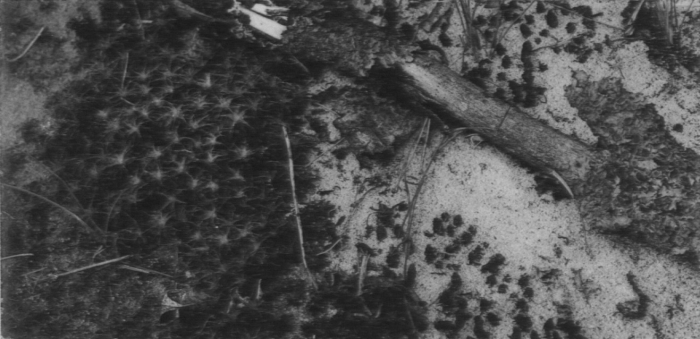 Wery (1908, foto 15)