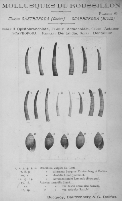 Bucquoy et al. (1882-1886, pl. 66)