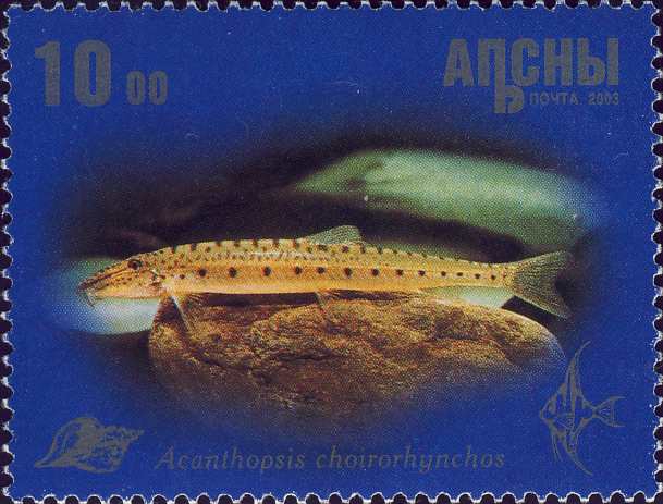 Acanthopsis choirorhynchos