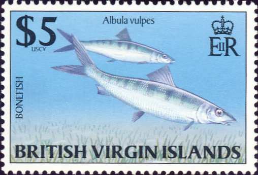 Albula vulpes