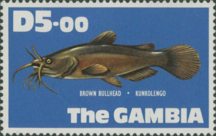 Ameiurus nebulosus