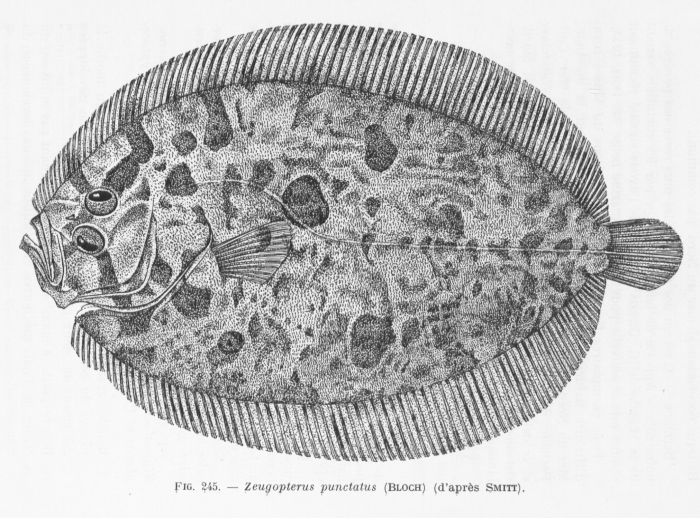 Poll (1947, fig. 245)