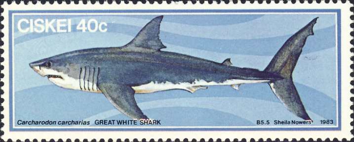 Carcharodon carcharias