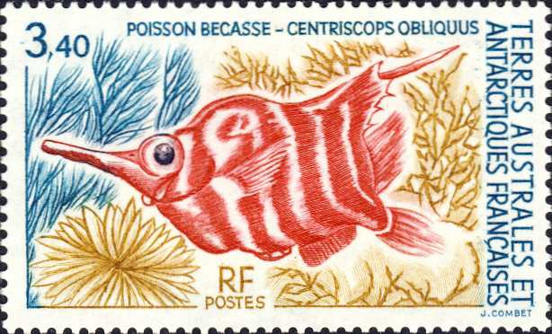 Centriscops obliquus