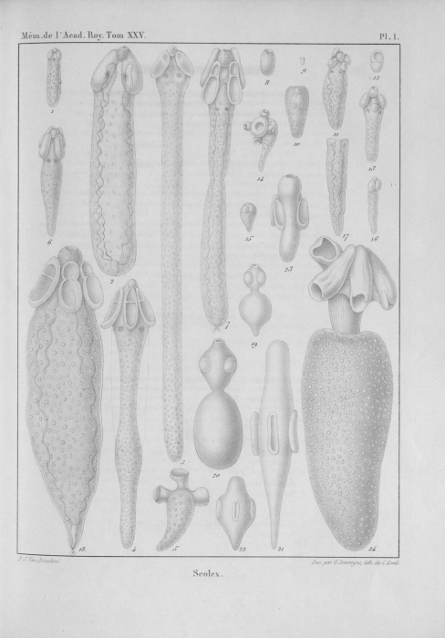 Van Beneden (1850, pl. 01)