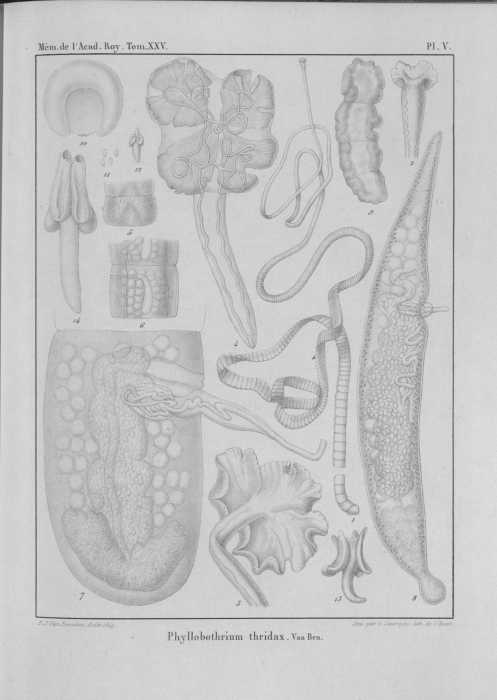 Van Beneden (1850, pl. 05)