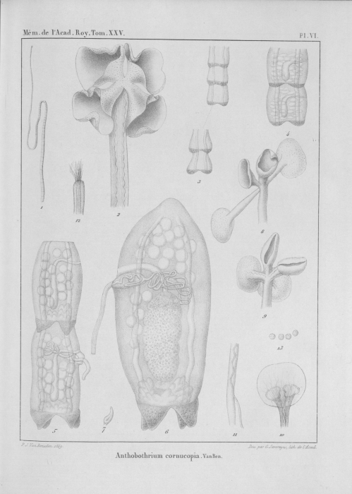 Van Beneden (1850, pl. 06)