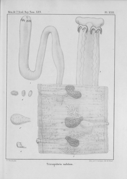 Van Beneden (1850, pl. 22)
