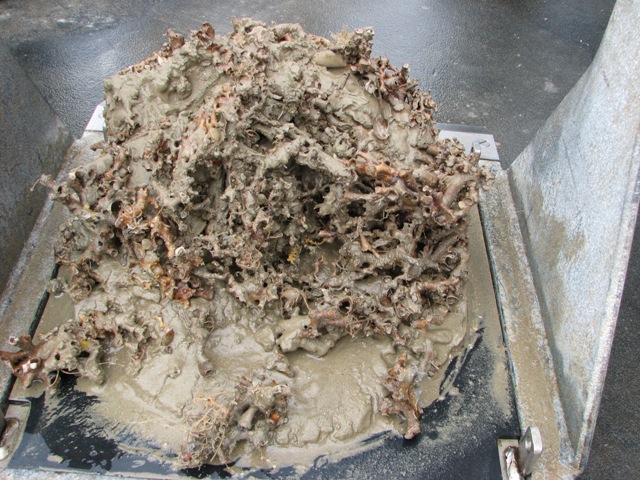 Boxcore 4. Boxcore filled up with death coral rubble Boxcore 4. Boxcore filled up with death coral rubble