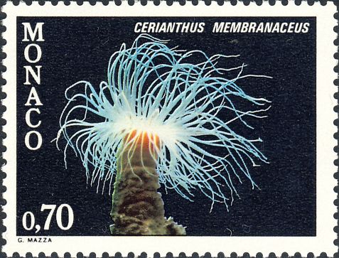 Cerianthus membranacea