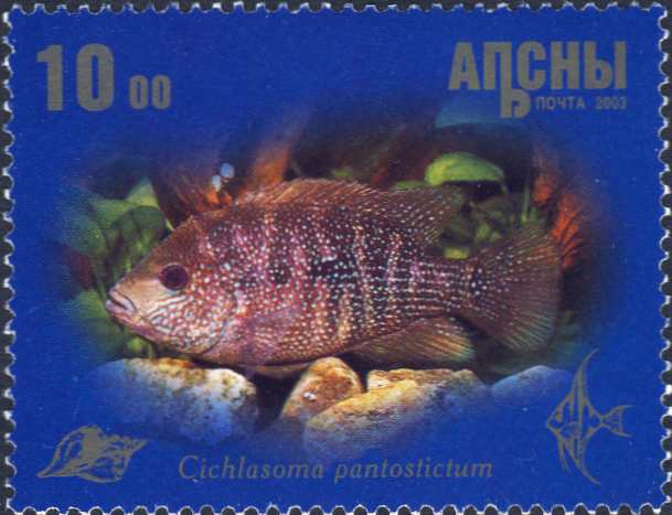 Cichlasoma pantostictum