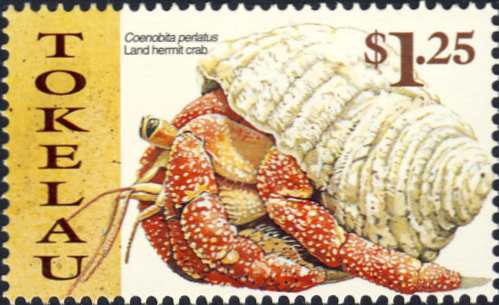 Coenobita perlatus