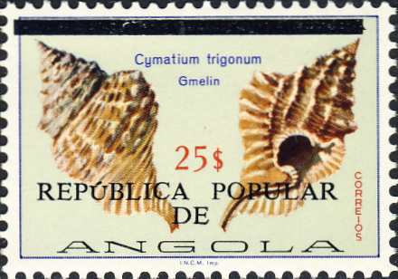 Cymatium trigonum