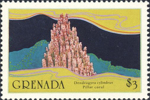 Dendrogyra cylindricus