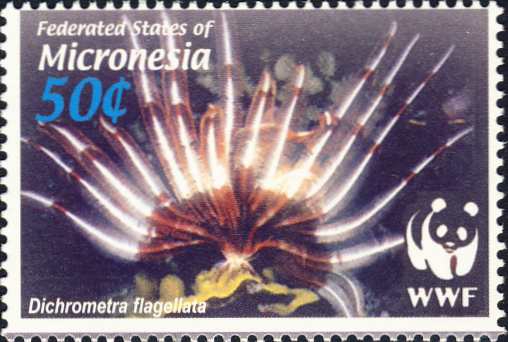 Dichrometra flagellata