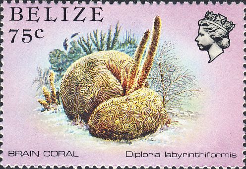 Diploria labyrinthiformis