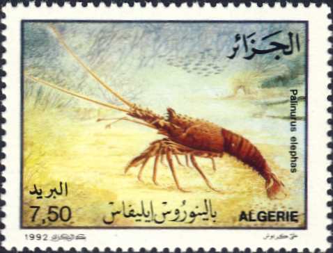 Palinurus elephas
