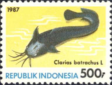 Clarias batrachus