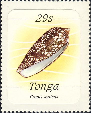 Conus aulicus