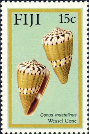 Conus mustelinus