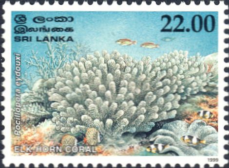 Pocillopora eydouxi