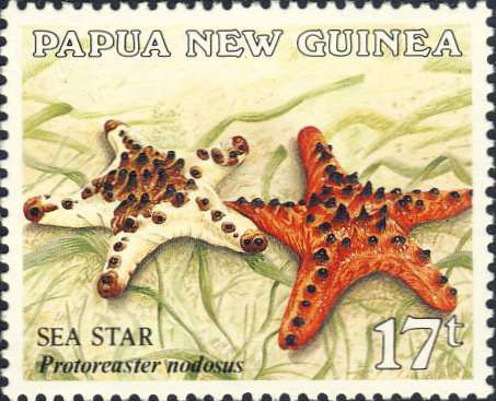Protoreaster nodosus