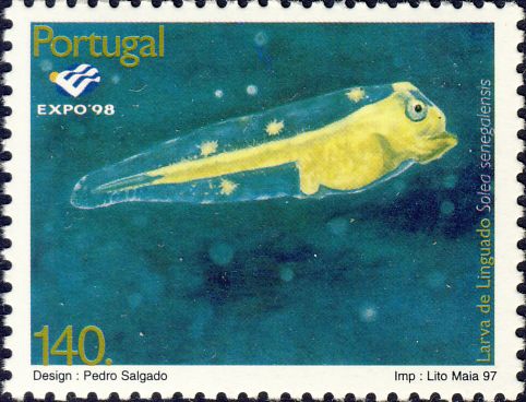 Solea senegalensis (larve)