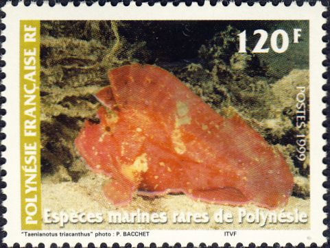 Taenianotus triacanthus
