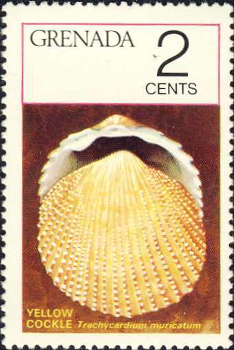 Trachycardium muricatum