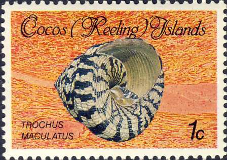 Trochus maculatus