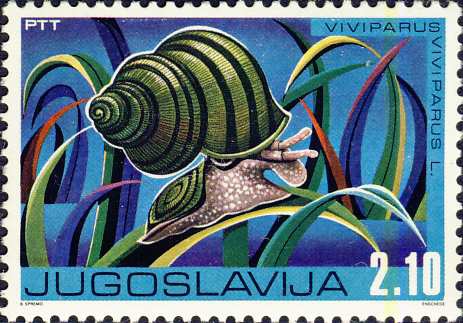 Viviparus viviparus