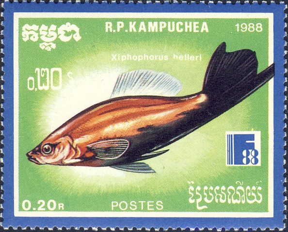 Xiphophorus hellerii Xiphophorus hellerii