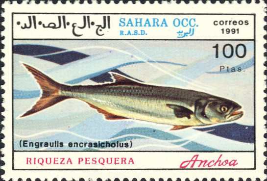 Engraulis encrasicholoides