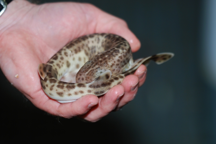 Hondshaai - Scyliorhinus canicula