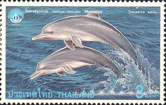Tursiops truncatus