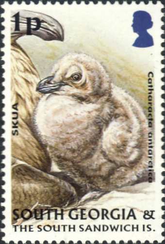 Stercorarius antarcticus