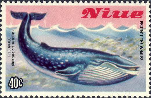Balaenoptera musculus