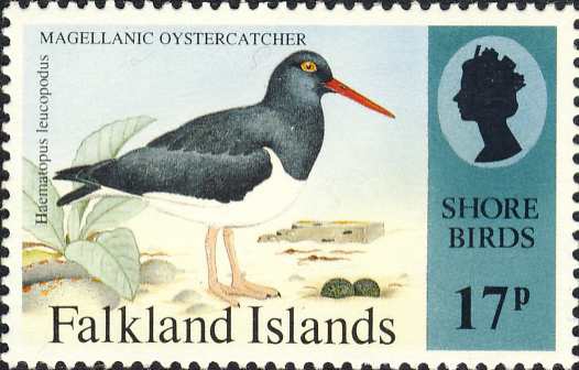 Haematopus leucopodus