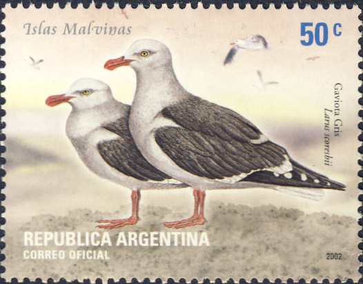 Larus scoresbii