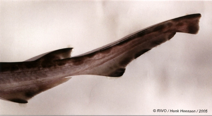 Galeus JungleKey.fr Image