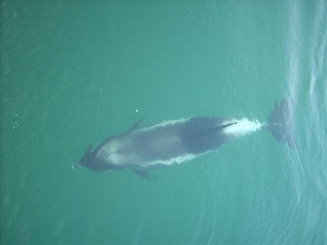 Witsnuitdolfijn - Lagenorhynchus albirostris