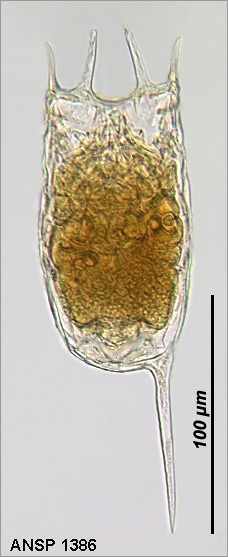 Keratella tropica