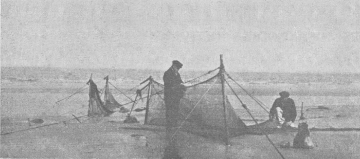 Desnerck (1974, fig. 001)