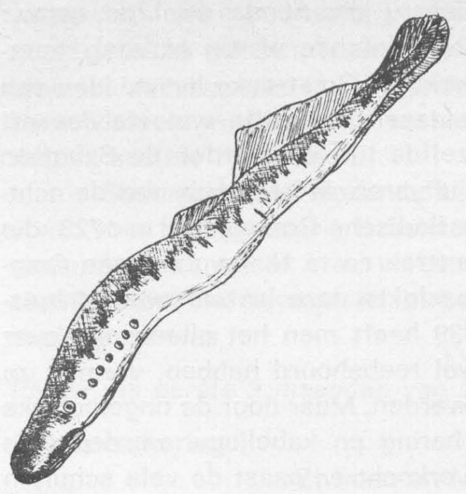Desnerck (1974, fig. 006)